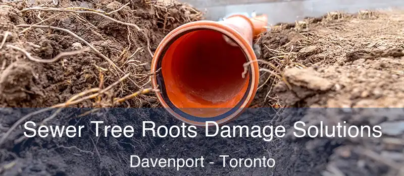Sewer Tree Roots Damage Solutions Davenport - Toronto